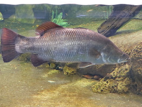 Image of Asian seabass