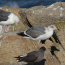 Image of Western Gull