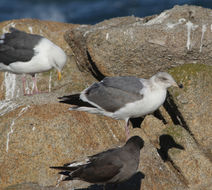 Image of Western Gull