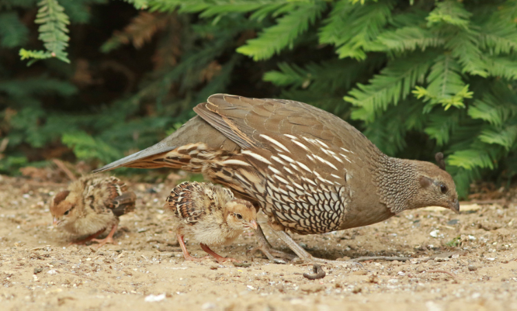 Image of California Quail