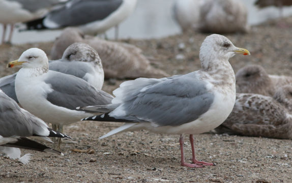 Image of <i>Larus thayeri</i>