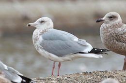 Image of American Herring Gull