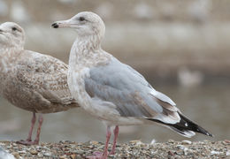 Image of American Herring Gull