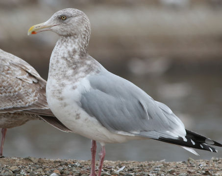 Image of American Herring Gull