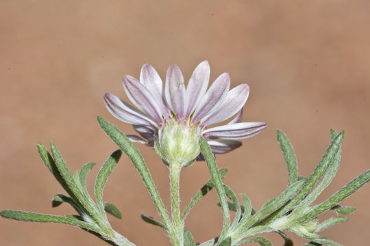 Image of annual Townsend daisy