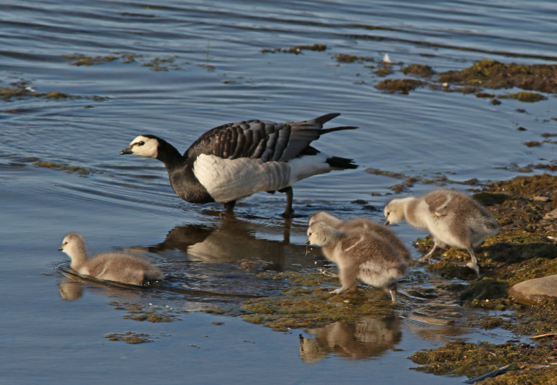 Image of Barnacle Goose