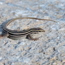 Image of Gila Spotted Whiptail