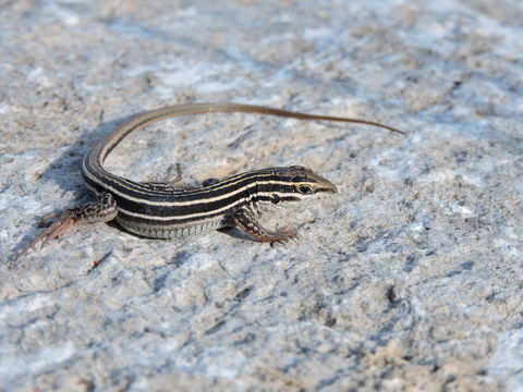 Image of Gila Spotted Whiptail