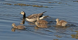 Image of Barnacle Goose