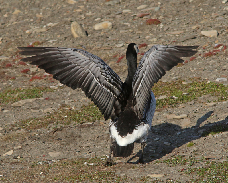 Image of Barnacle Goose