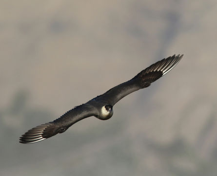 Image of Arctic Skua