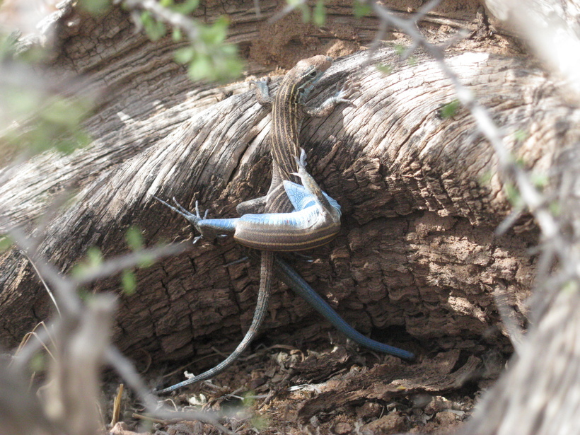 Image of <i>Aspidoscelis inornata</i>