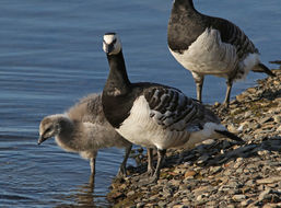 Image of Barnacle Goose