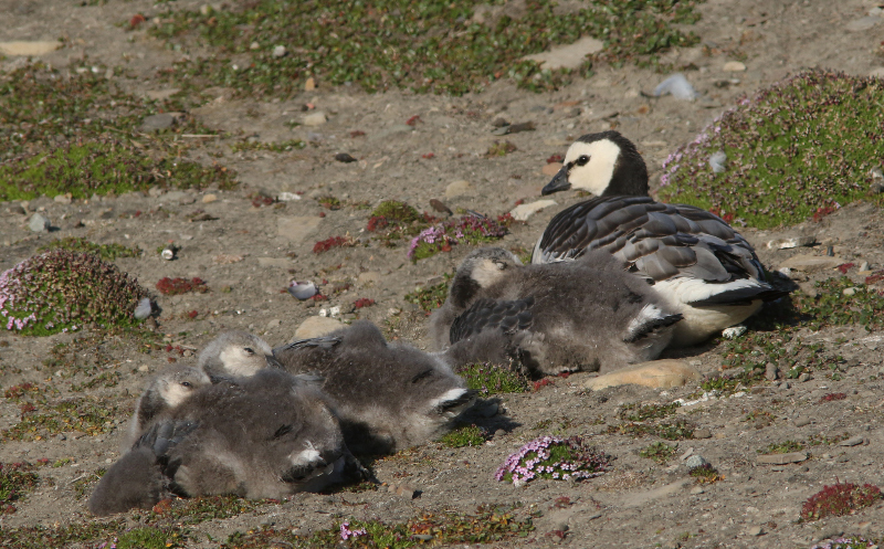 Image of Barnacle Goose