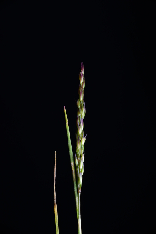 Слика од Agrostis lacuna-vernalis P. M. Peterson & Soreng