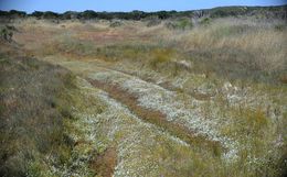 Слика од Agrostis lacuna-vernalis P. M. Peterson & Soreng