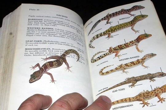 Image of Western Banded Gecko