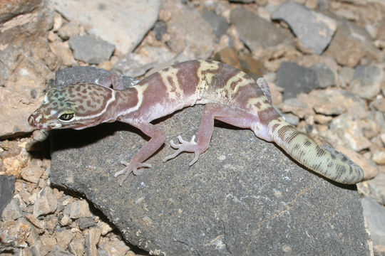 Image of Western Banded Gecko