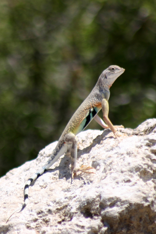 Image of Zebratail Lizard