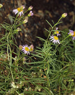 Image of Hartweg's fleabane