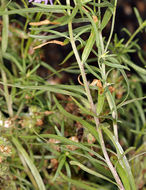 Image of Hartweg's fleabane