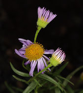 Image of Hartweg's fleabane