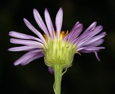 Image of Hartweg's fleabane