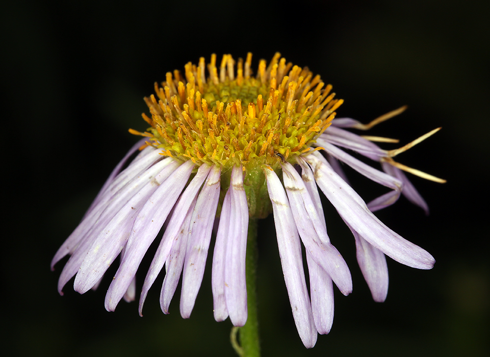 Image of Hartweg's fleabane