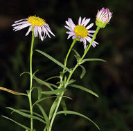 Image of Hartweg's fleabane