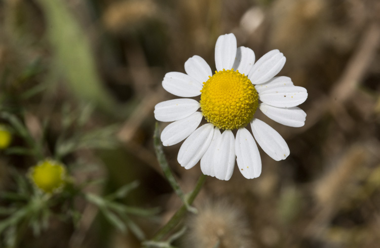 Image of False chamomile