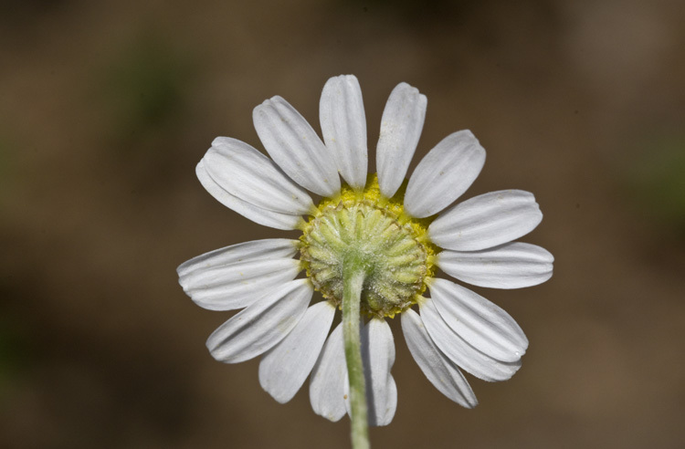 Image of False chamomile