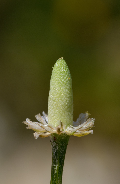 Image of False chamomile