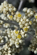 Image of licorice-plant