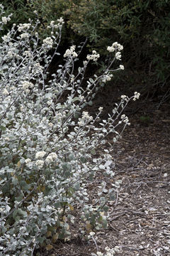 Image of licorice-plant