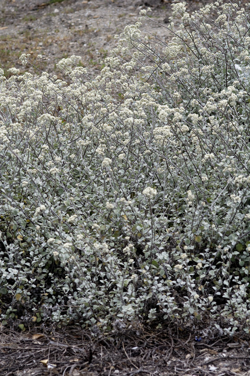 Image of licorice-plant