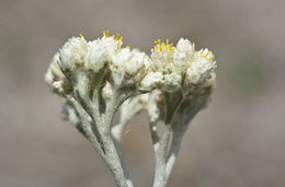 Image of licorice-plant