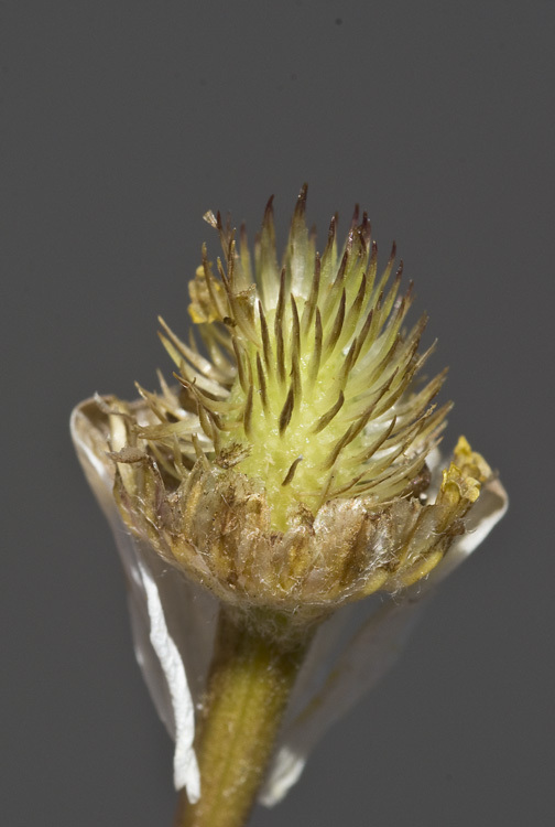 Image of corn chamomile