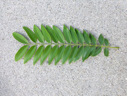 Imagem de Cassia leptophylla Vogel