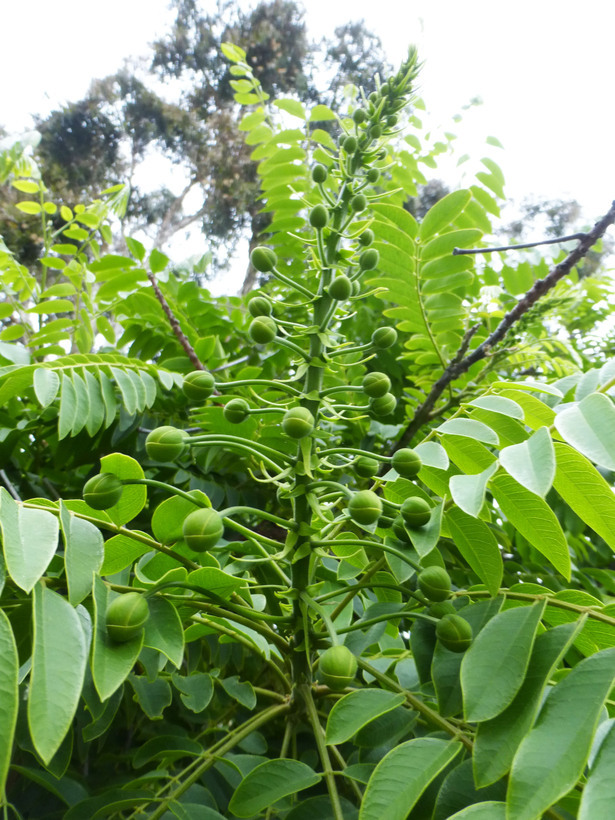 Imagem de Cassia leptophylla Vogel