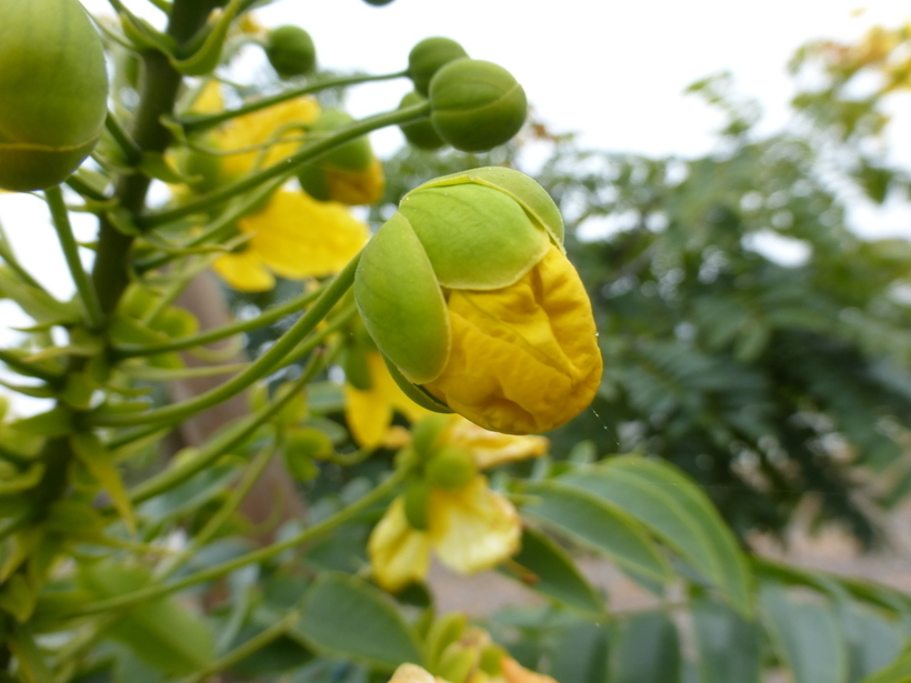 Imagem de Cassia leptophylla Vogel