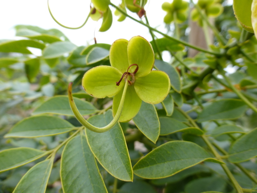 Imagem de Cassia leptophylla Vogel