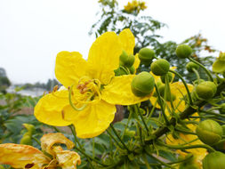 Imagem de Cassia leptophylla Vogel