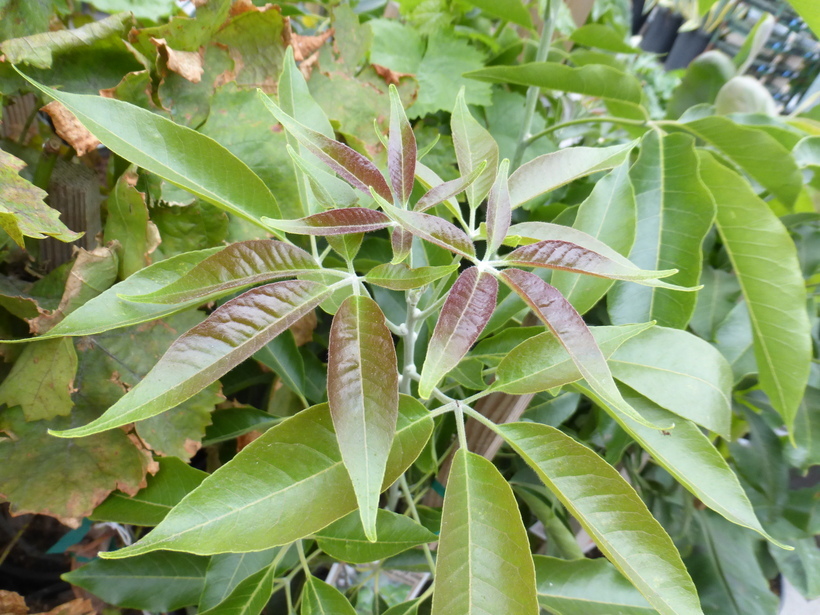 Слика од Casimiroa edulis Llave & Lex.