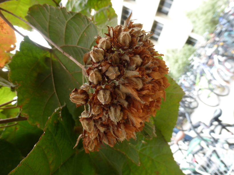 Image of Dombeya