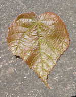 Image of Dombeya