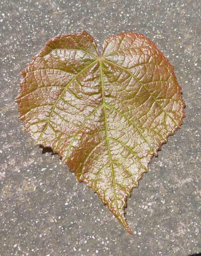 Image of Dombeya