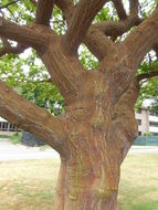 Image of Erythrina coralloides DC.