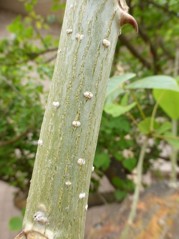 Image of Erythrina coralloides DC.