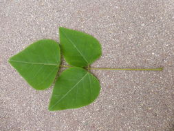 Image of Erythrina coralloides DC.