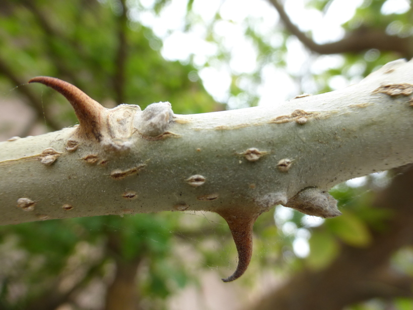 Image of Erythrina coralloides DC.